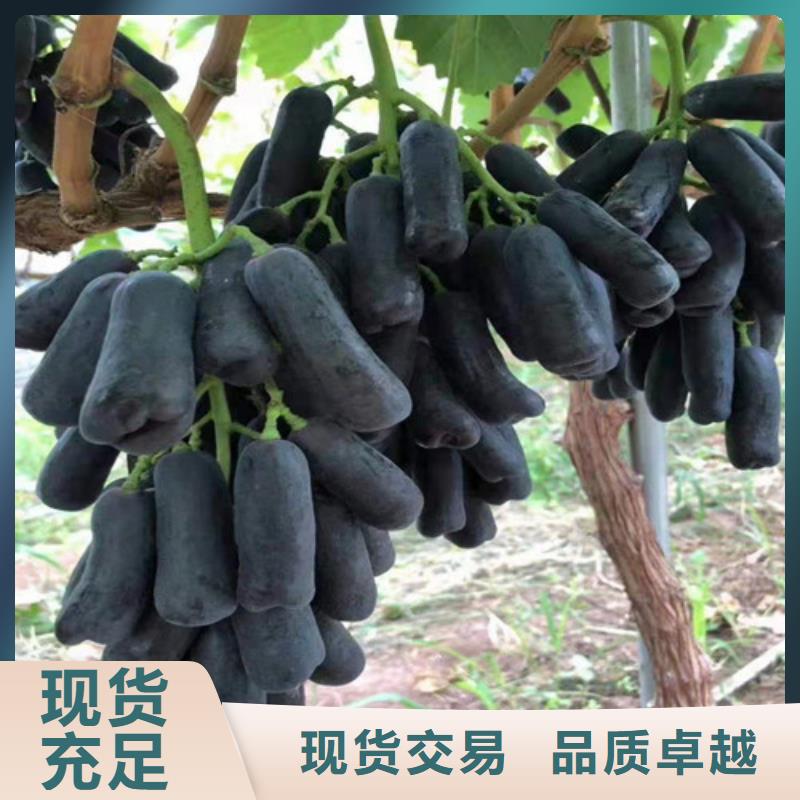 葡萄_红颜草莓苗厂家直销省心省钱