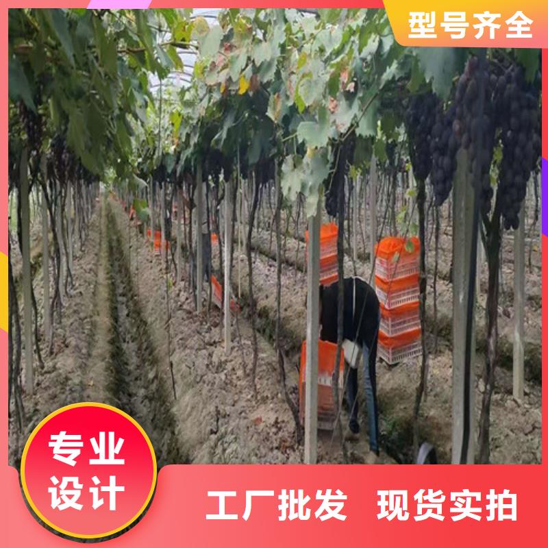 霞多丽葡萄苗