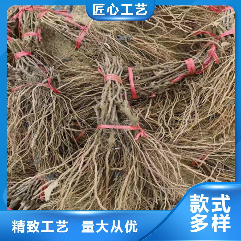 葡萄_红颜草莓苗厂家直销省心省钱