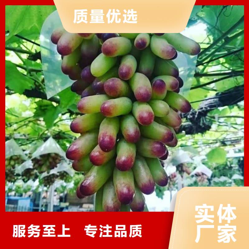 霞多丽葡萄苗