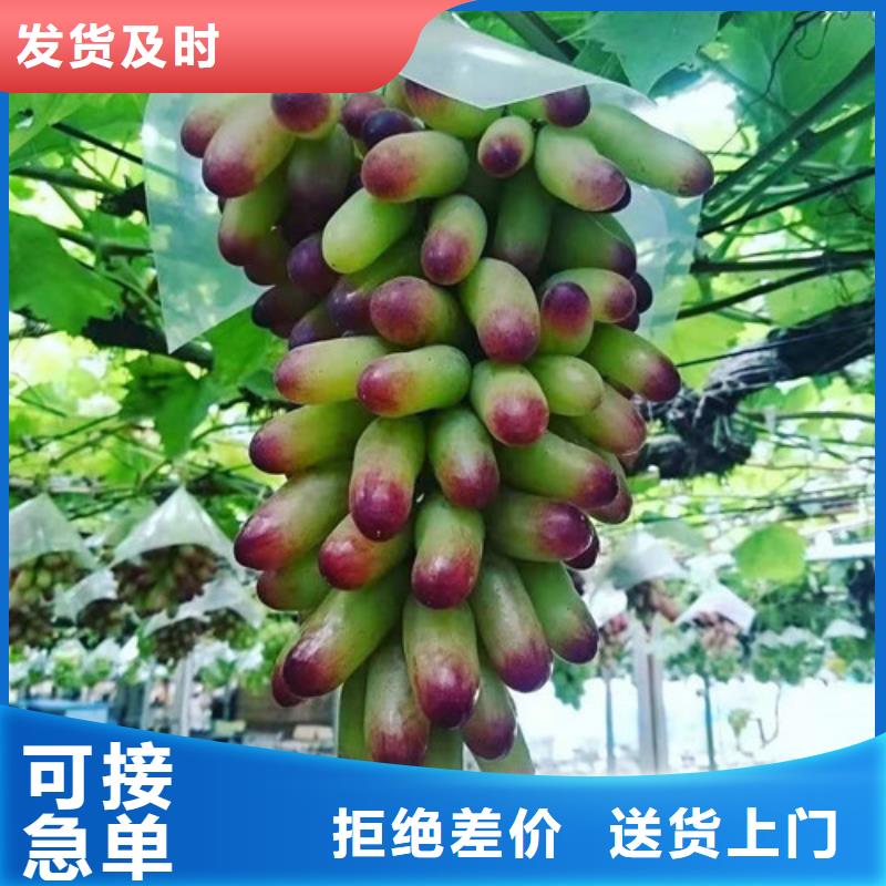 葡萄红耔山楂苗不断创新