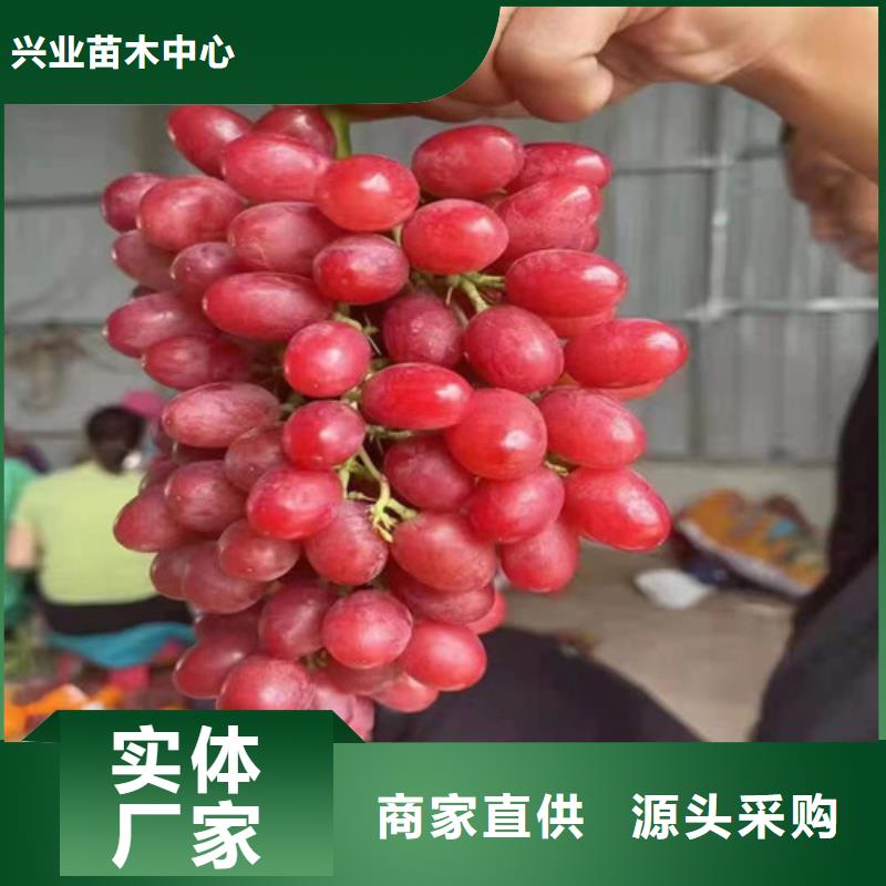 早甜66葡萄苗