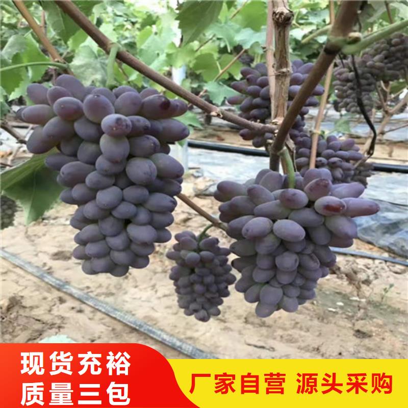 美人指葡萄树苗