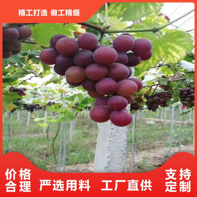 葡萄树苗种植基地