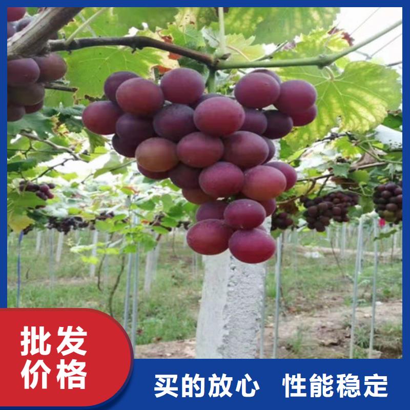葡萄-大棚草莓苗一个起售