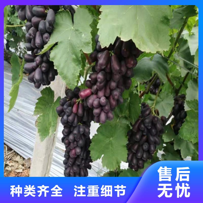 巨峰葡萄苗
