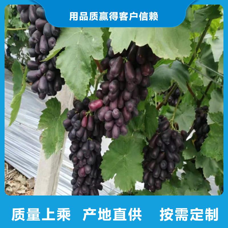 贵人香葡萄苗