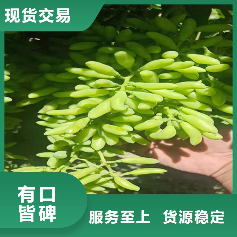 赤霞珠葡萄苗