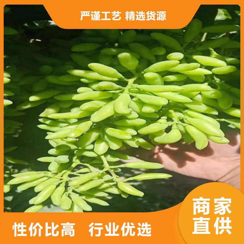 巨峰葡萄苗