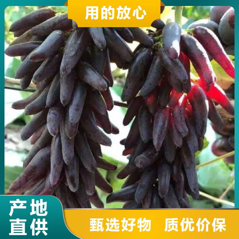 早甜66葡萄苗