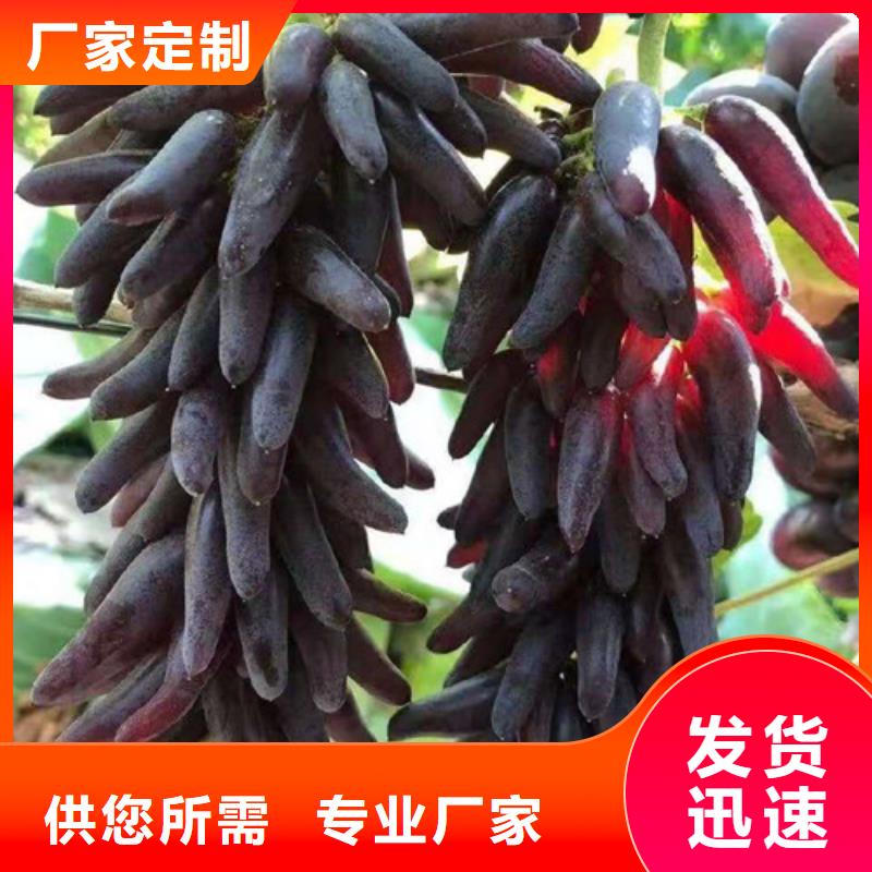 葡萄树苗种植基地
