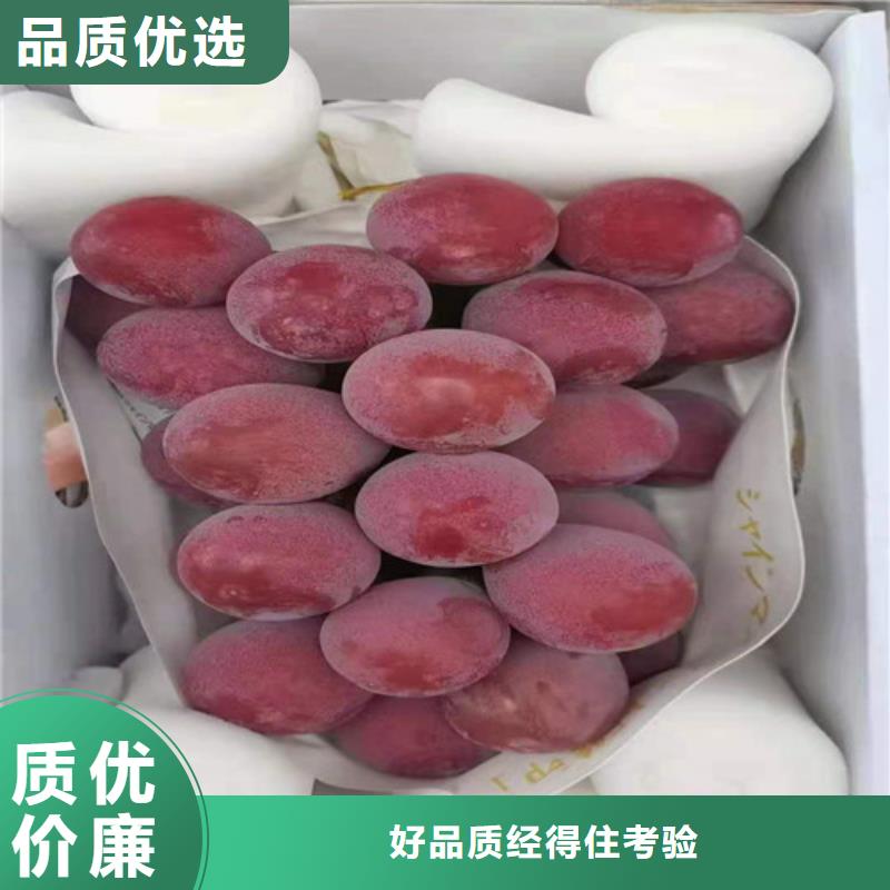 浪漫红颜葡萄树苗管理技术