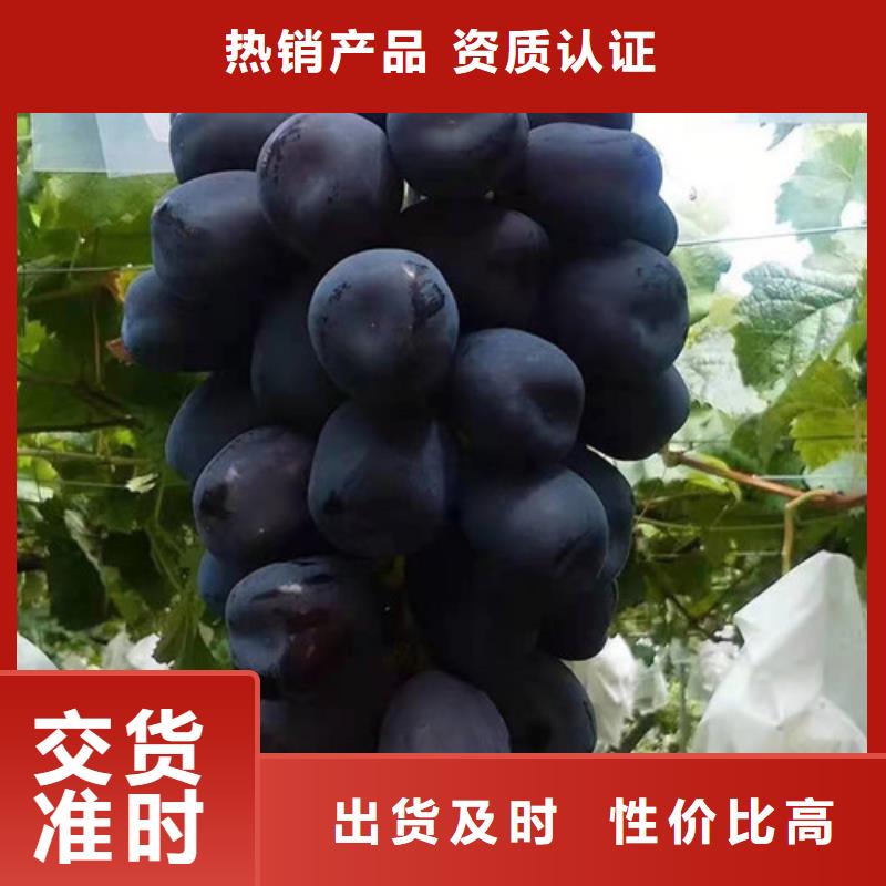 美人指葡萄树苗