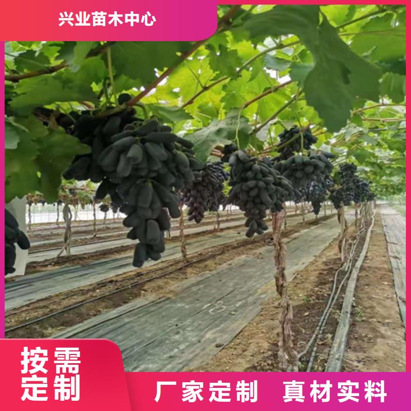 早甜66葡萄苗