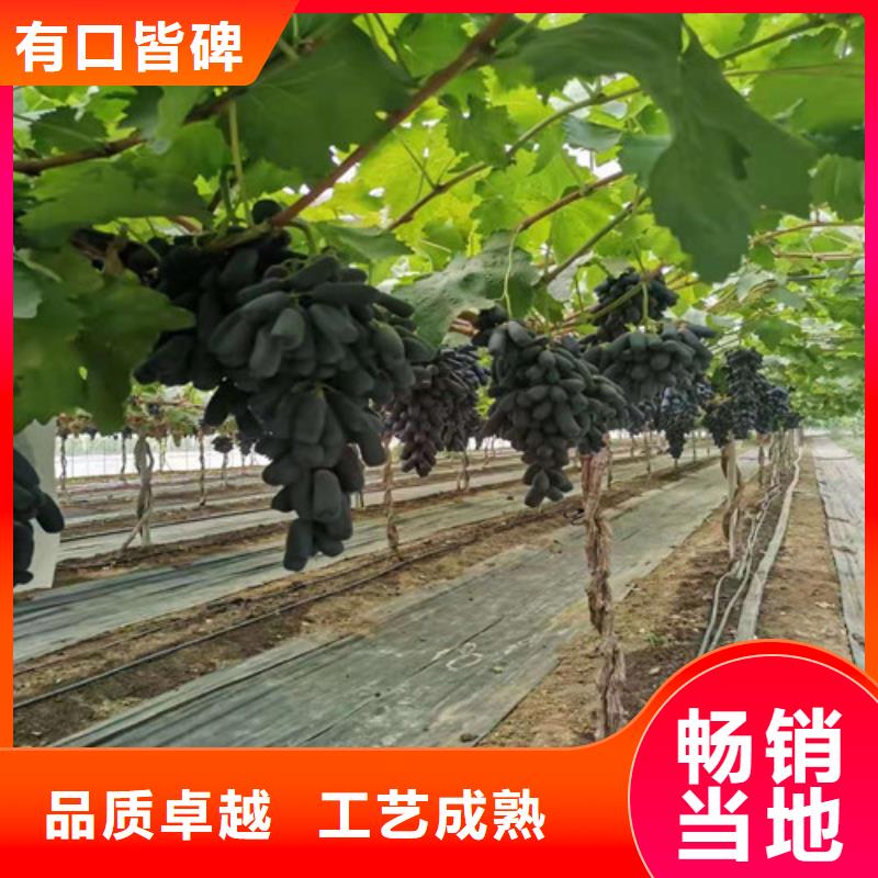 赤霞珠葡萄苗
