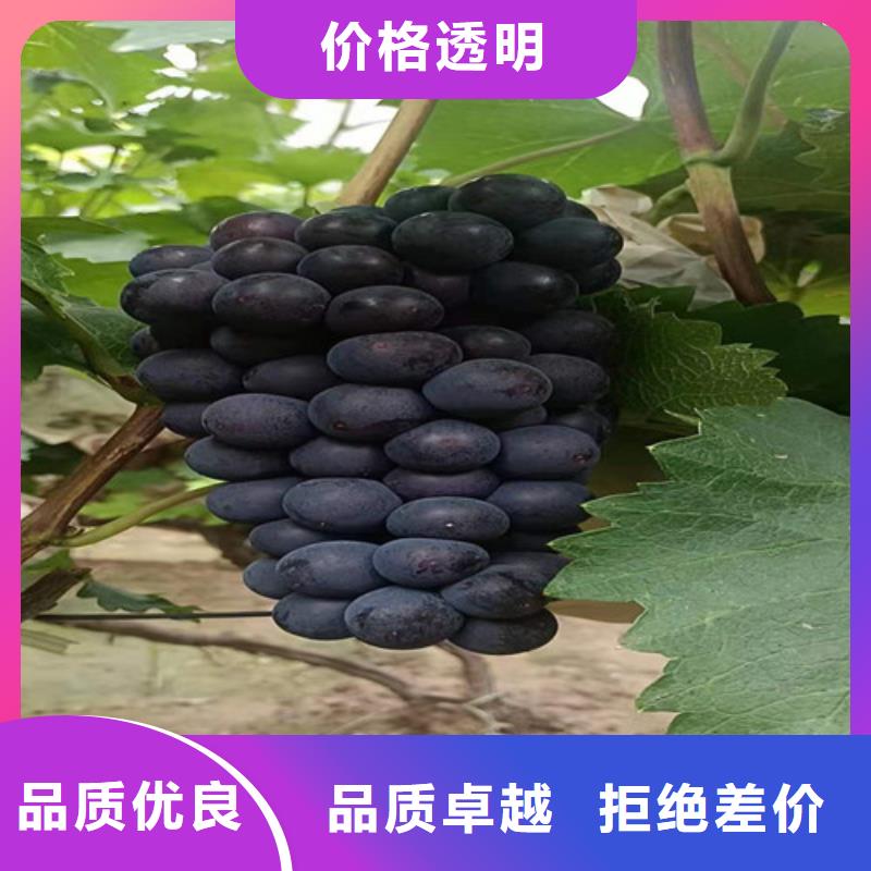 葡萄核桃苗精选货源