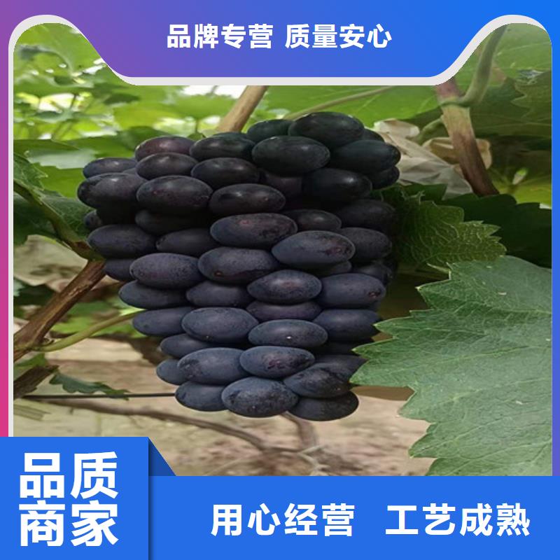 葡萄梨树苗设计制造销售服务一体