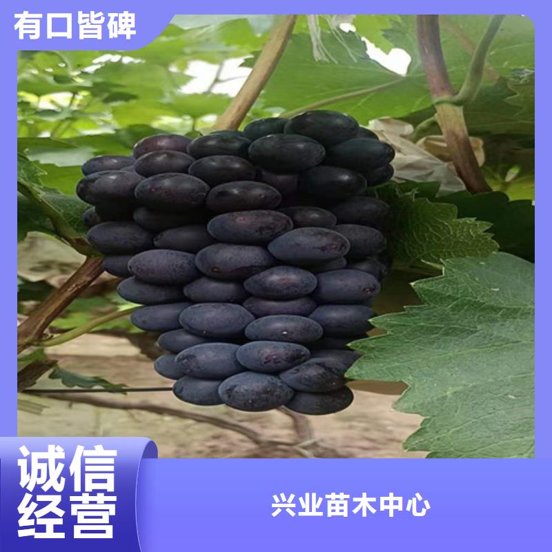 浪漫红颜葡萄树苗管理技术