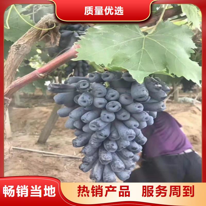 葡萄_黄金蜜桃苗价格合理