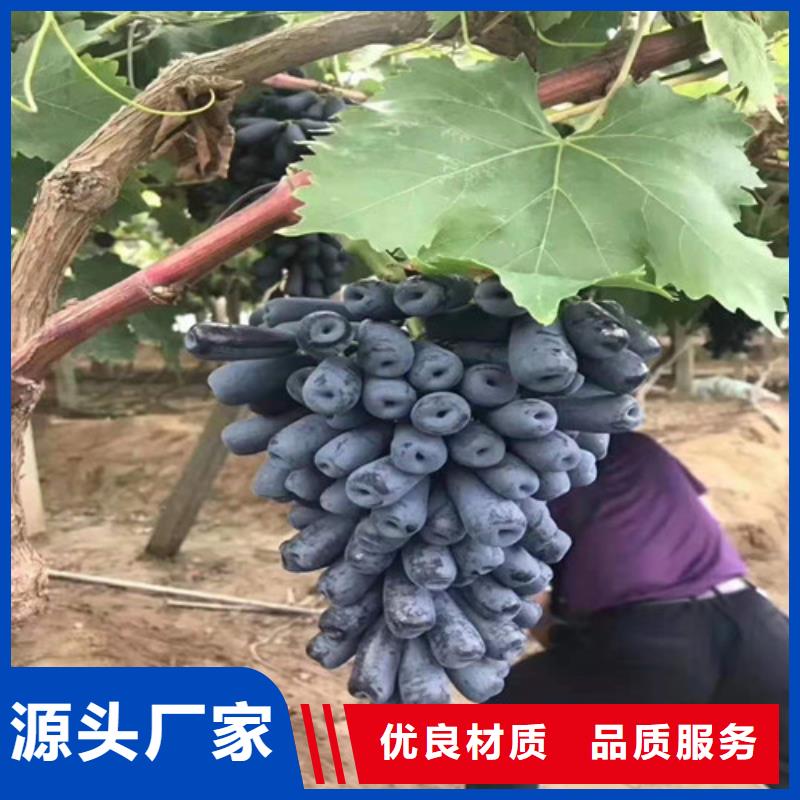 巨峰葡萄苗