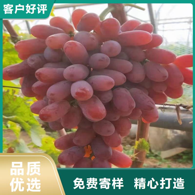 葡萄树苗高产品种