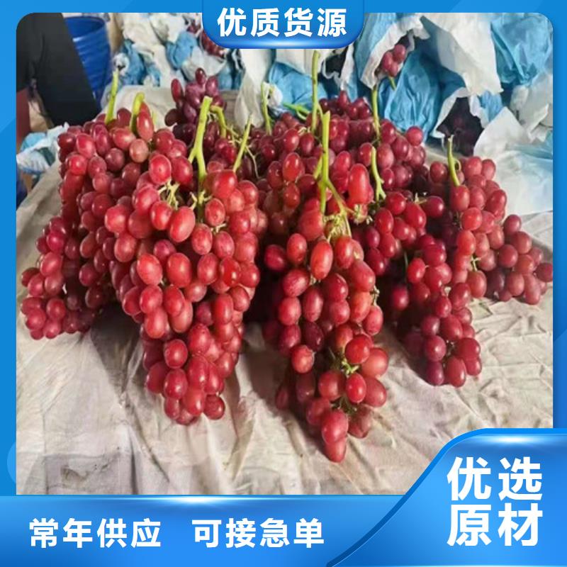 葡萄红耔山楂苗不断创新