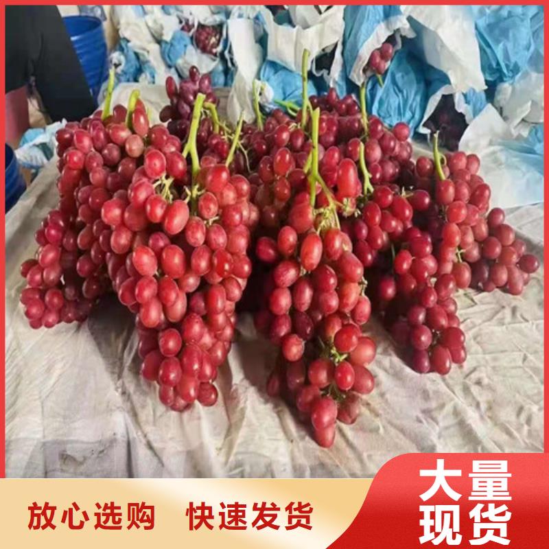 烟73葡萄树苗