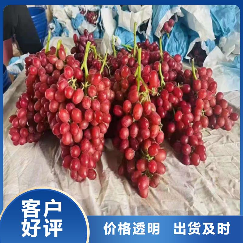 葡萄梨树苗设计制造销售服务一体