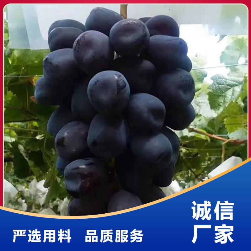 葡萄梨树苗设计制造销售服务一体