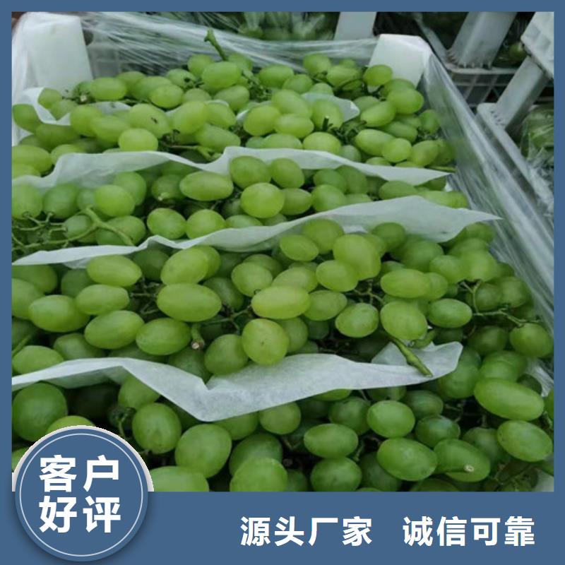 金田玫瑰葡萄树苗