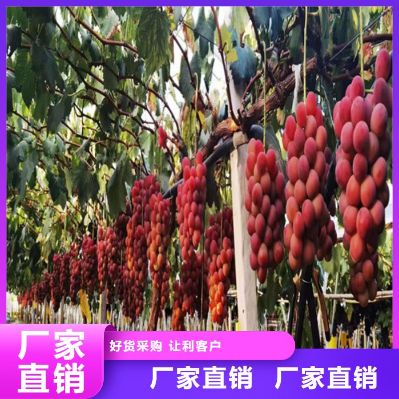 葡萄梨树苗设计制造销售服务一体