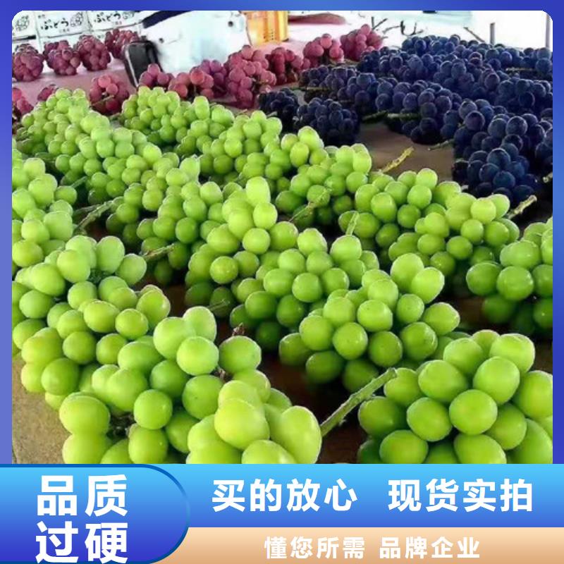 葡萄梨树苗设计制造销售服务一体