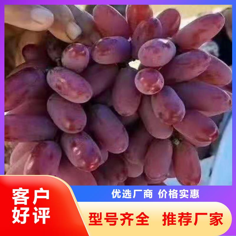 葡萄梨树苗设计制造销售服务一体