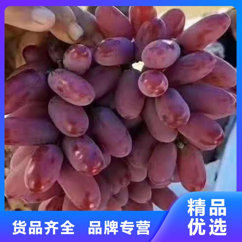 A17葡萄树苗