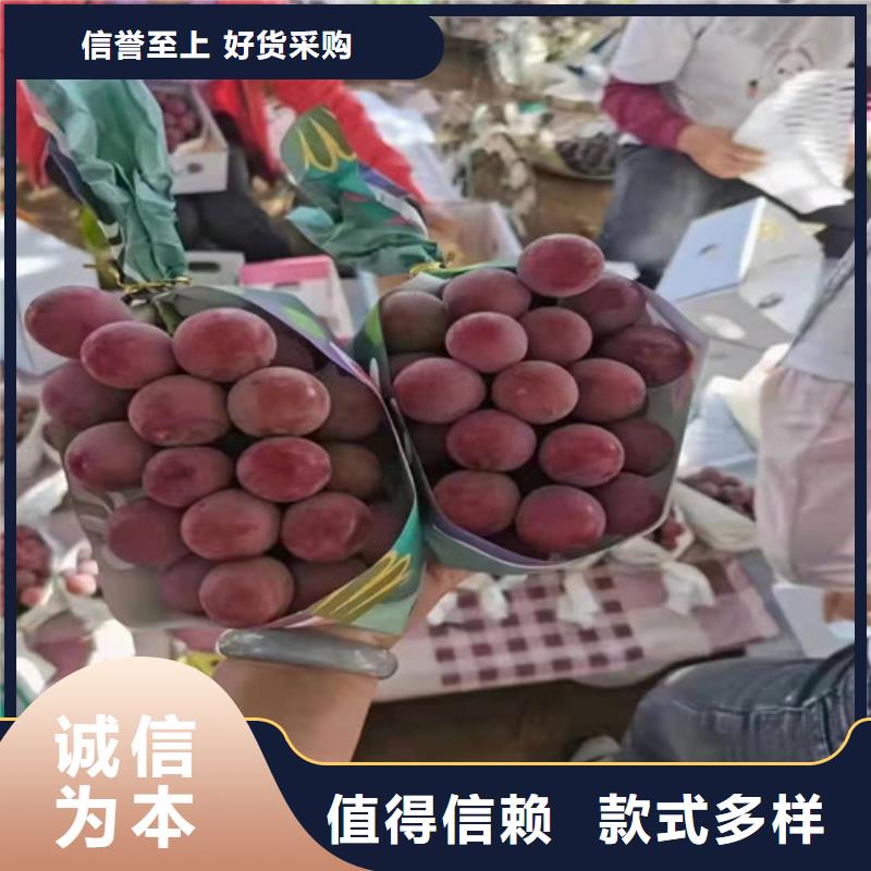 葡萄梨树苗设计制造销售服务一体