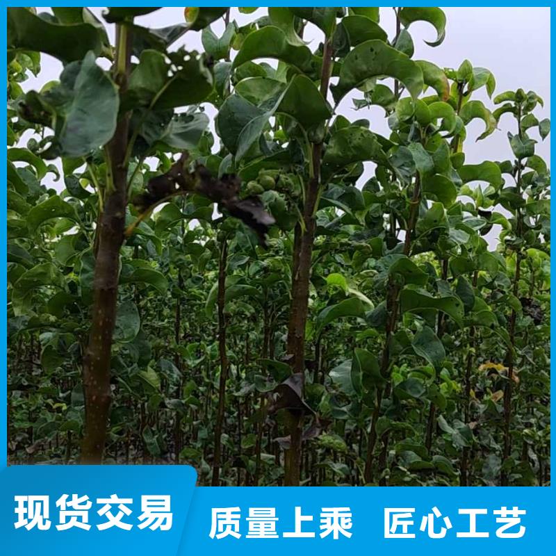 秋月梨种植苗种植方法