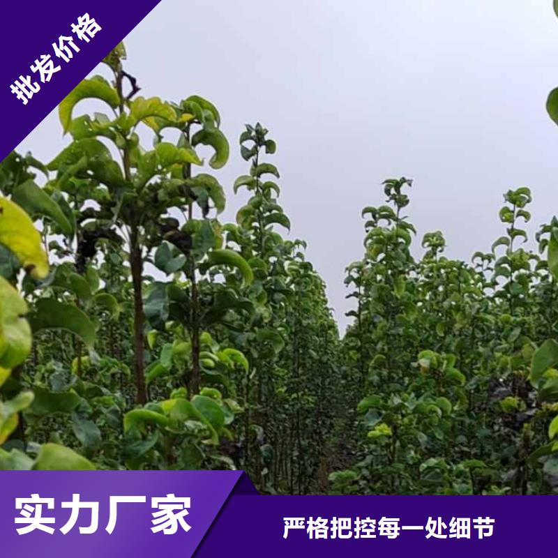 秋月梨种植苗种植方法
