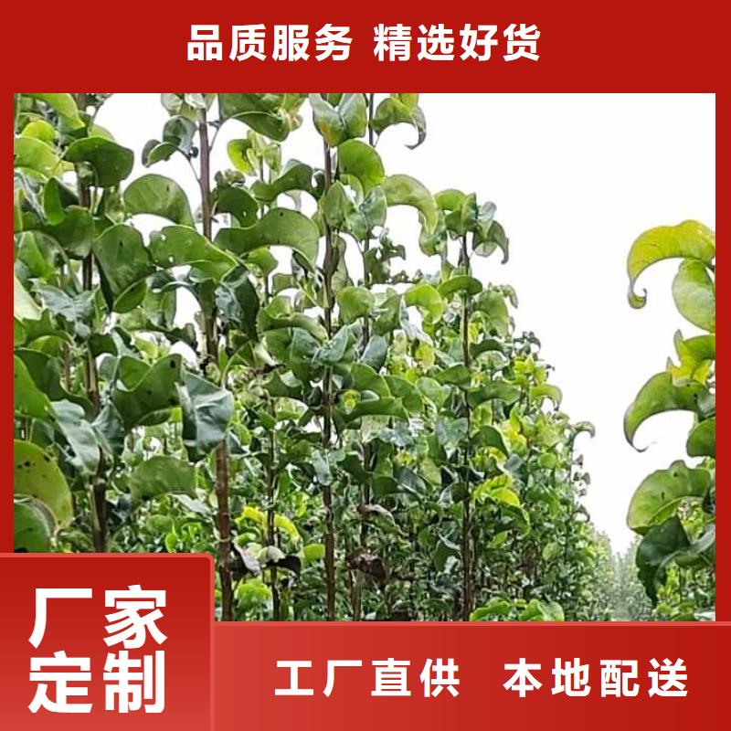 梨,梨树苗基地厂家新品