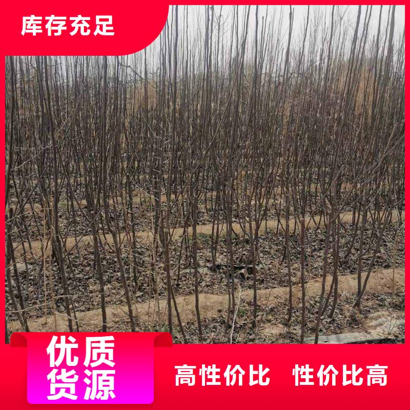 秋月梨树苗批发