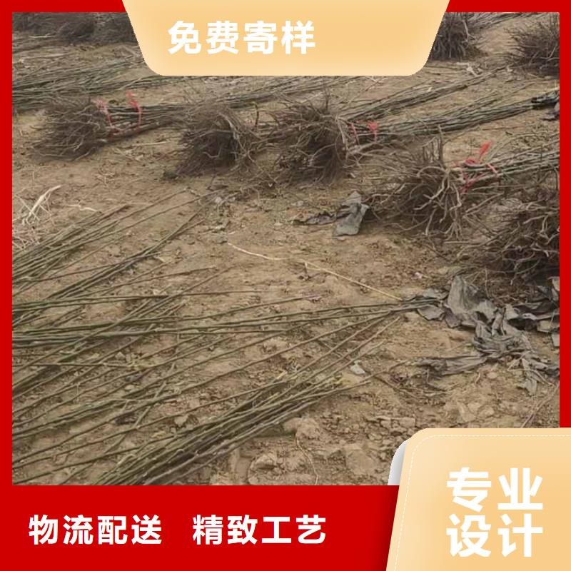秋月梨苗高产品种