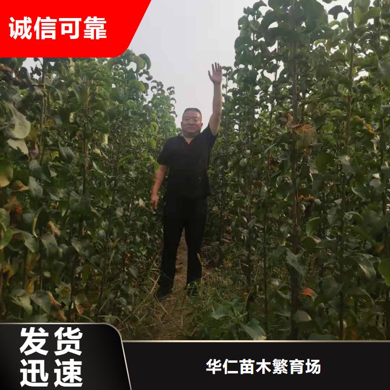 秋月梨树苗一颗多少钱