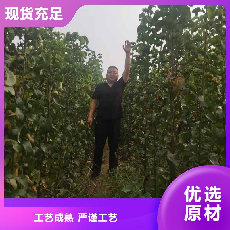 【梨】瑞蟠101桃树苗用心经营