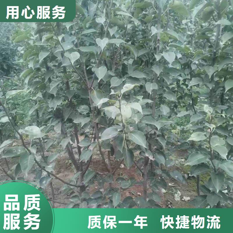 秋月梨苗高产品种