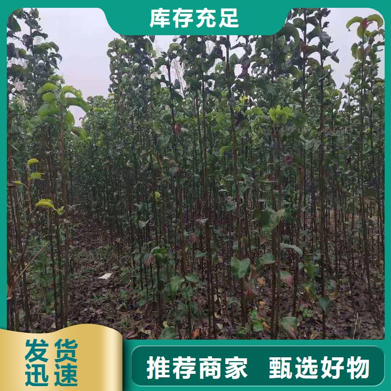 梨玉露香梨树苗支持大批量采购