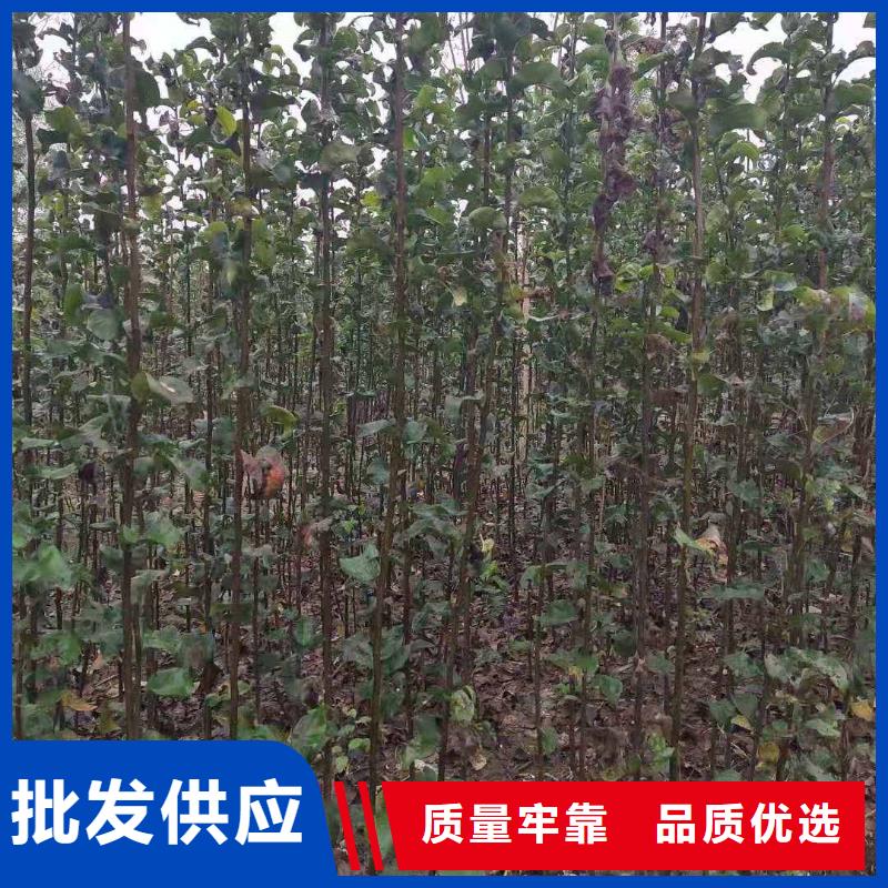 秋月梨树苗一颗多少钱