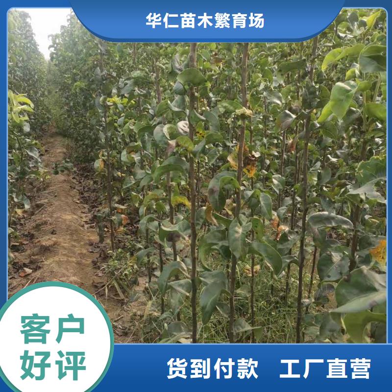 梨,梨树苗基地厂家新品