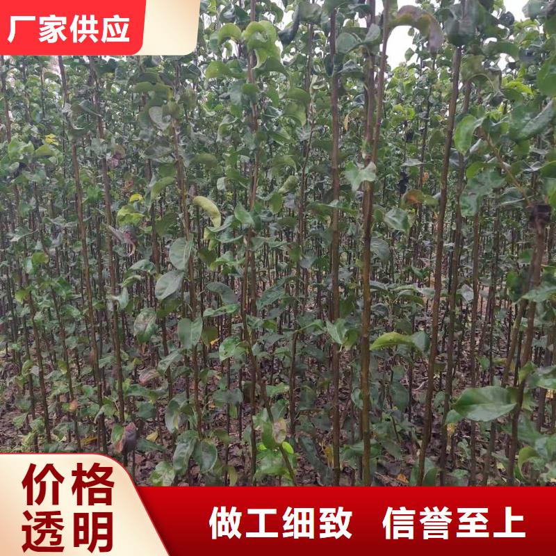 秋月梨种植苗种植方法