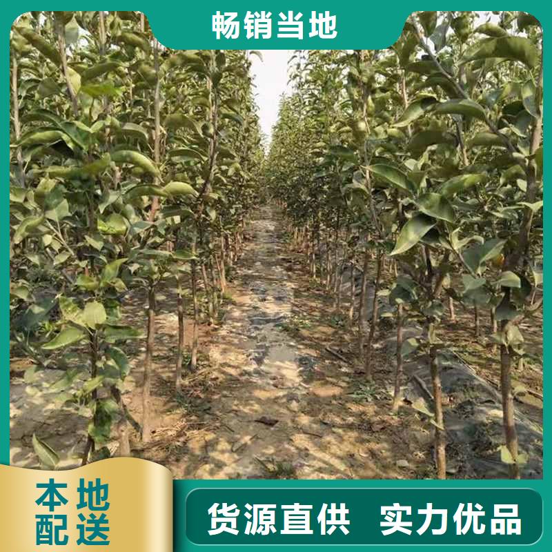 秋月梨种植苗种植方法