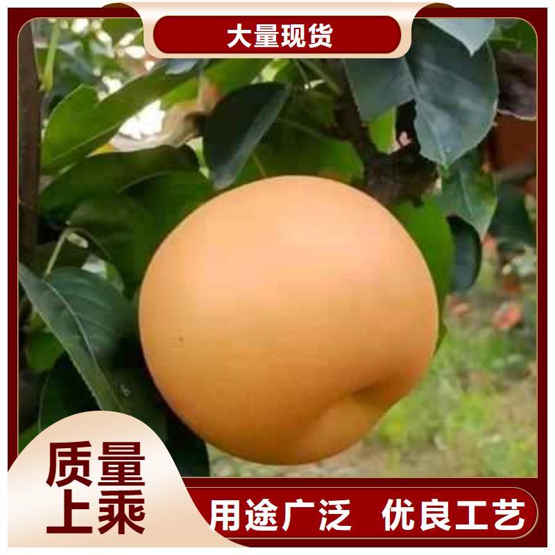 秋月梨树苗一颗多少钱