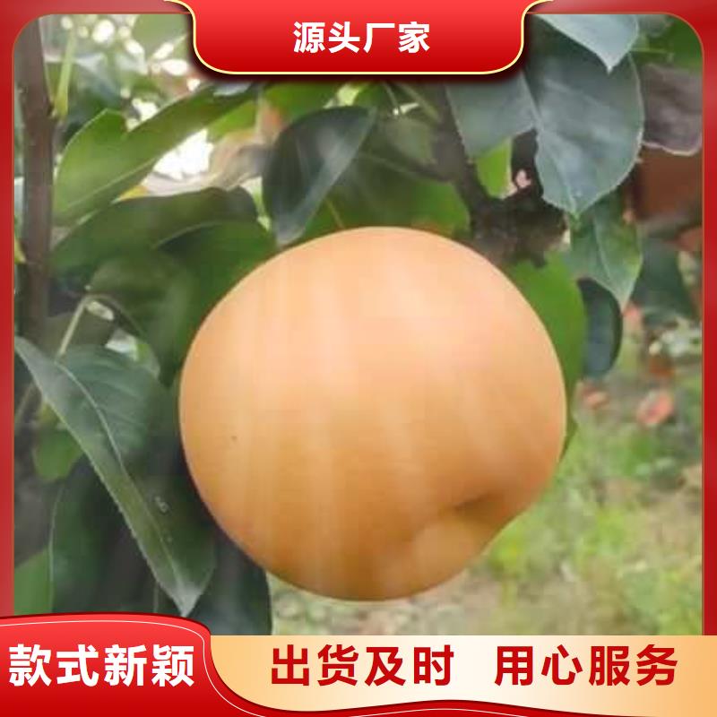 秋月梨苗高产品种